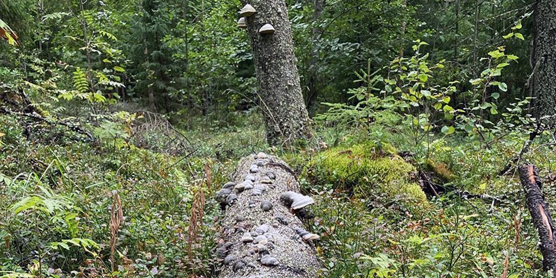 Låt naturvårdstäden göra sitt för naturen