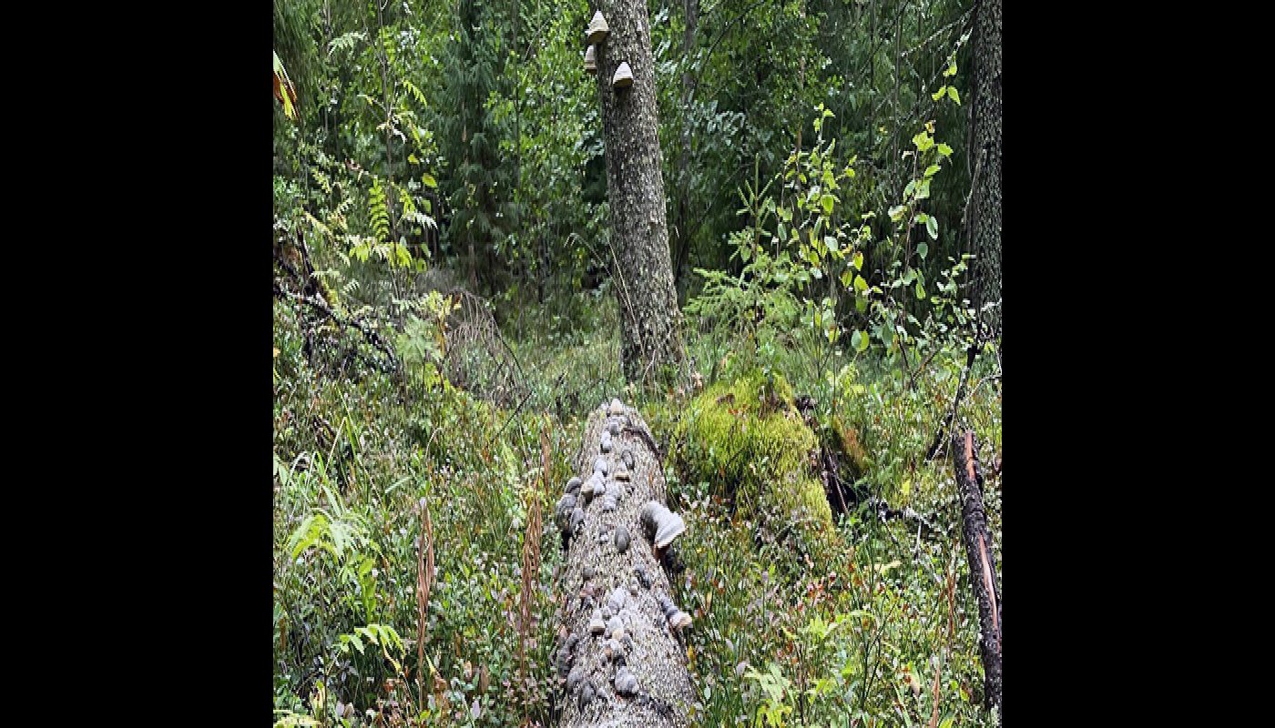 Låt naturvårdstäden göra sitt för naturen
