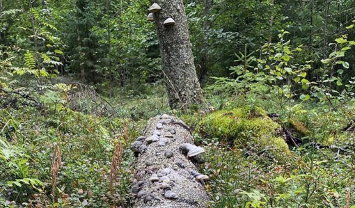 Låt naturvårdstäden göra sitt för naturen