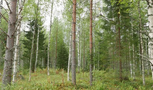 Blandskog med tall, gran och björk.