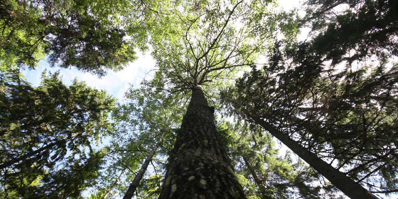 Skogscertifieringarna uppdateras – forskare ser flera utvecklingsbehov