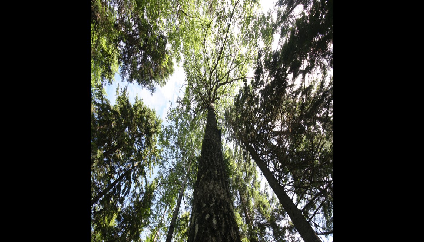 Skogscertifieringarna uppdateras – forskare ser flera utvecklingsbehov