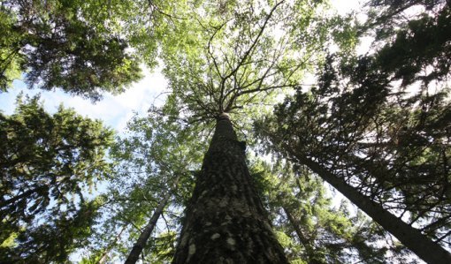 Skogscertifieringarna uppdateras – forskare ser flera utvecklingsbehov