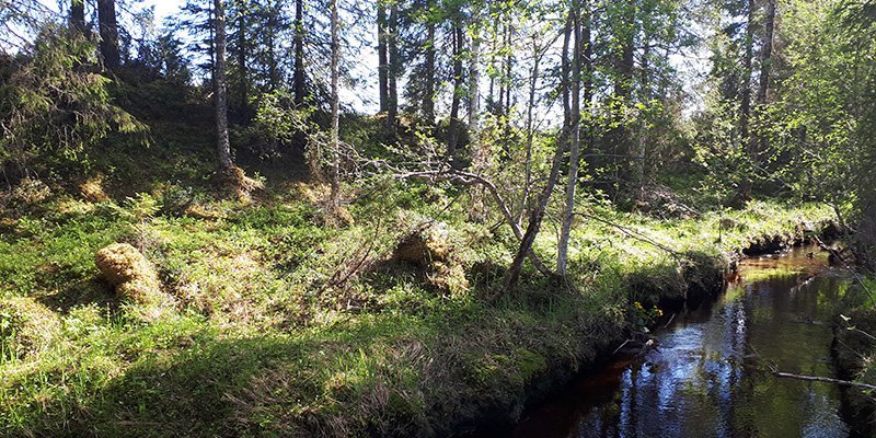 På fotot syns en bäck till höger och skog som sparats som skyddszon till vänster.