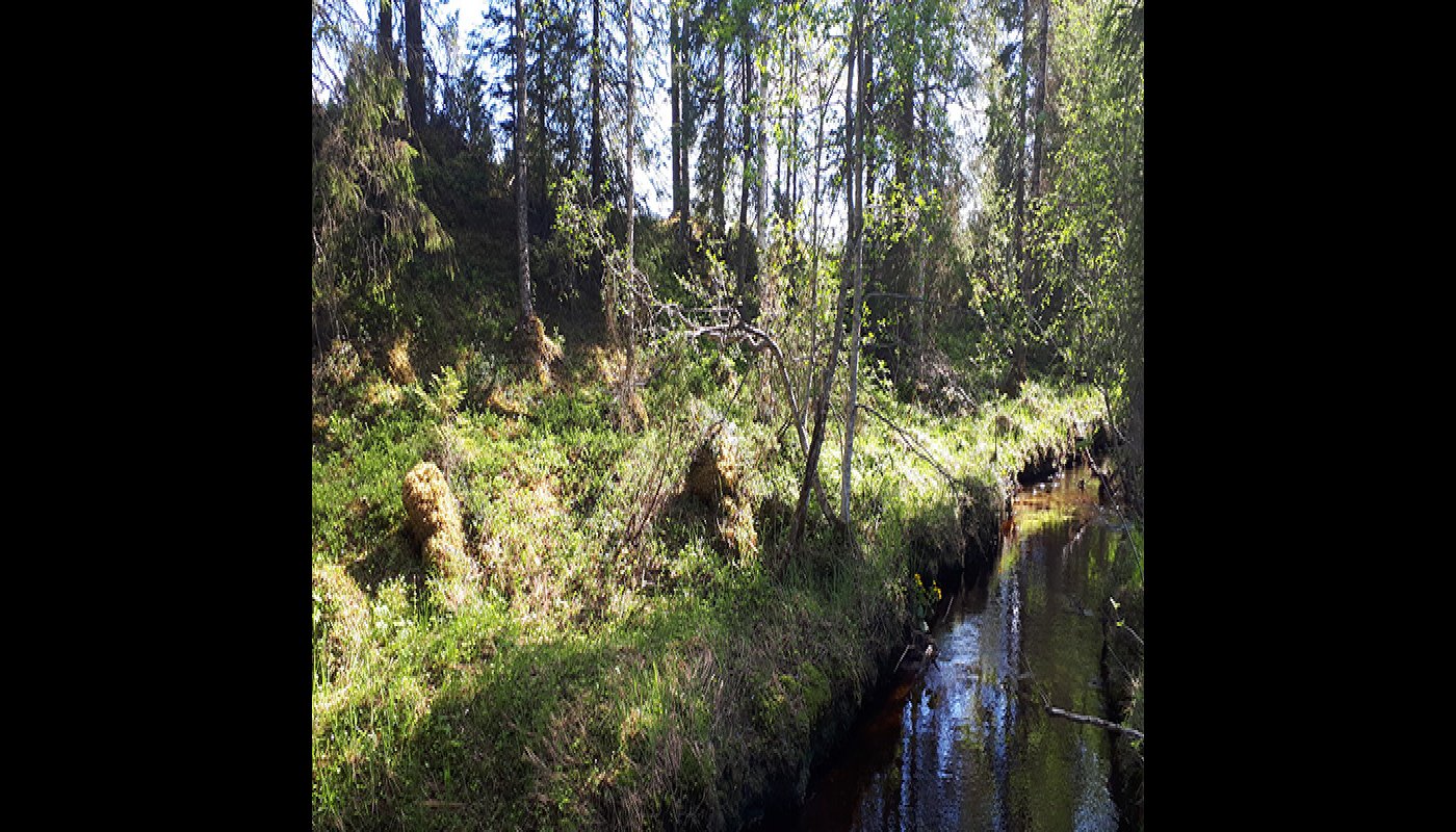 På fotot syns en bäck till höger och skog som sparats som skyddszon till vänster.