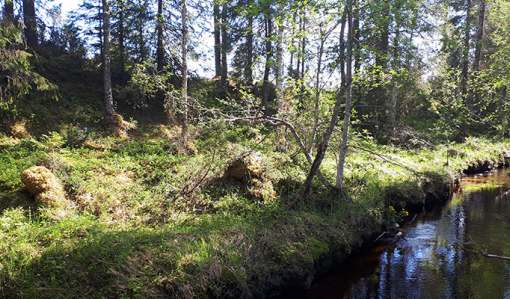 På fotot syns en bäck till höger och skog som sparats som skyddszon till vänster.