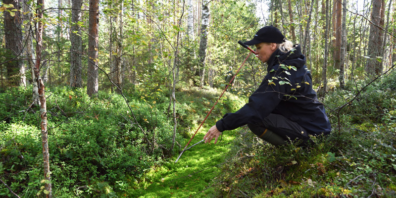 Miia Saarimaa mäter ett dikes torvskikt med en mätstav i torvmarksskog.