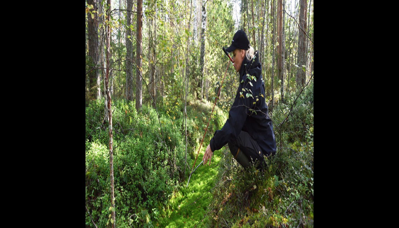 Miia Saarimaa mäter ett dikes torvskikt med en mätstav i torvmarksskog.