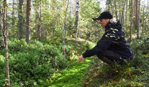 Miia Saarimaa mäter ett dikes torvskikt med en mätstav i torvmarksskog.