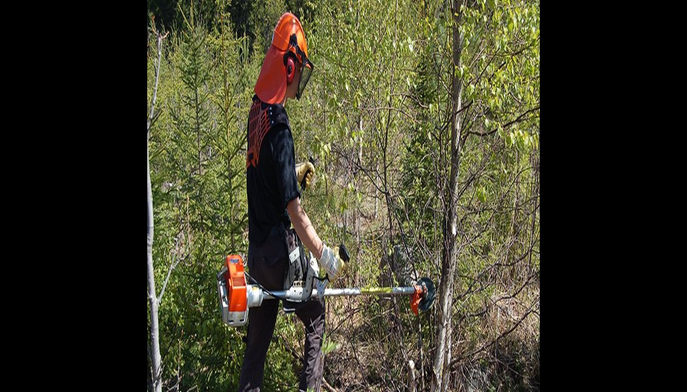 En man röjer plantbeståndet med en röjsåg på sommaren.