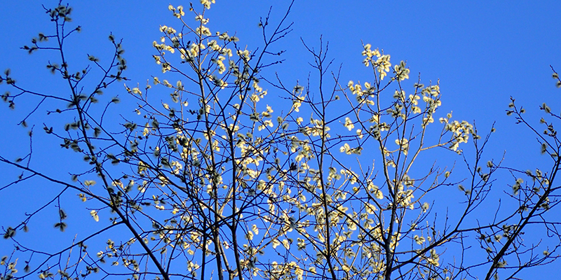 En blommande sälg fotograferad mot en blå himmel.