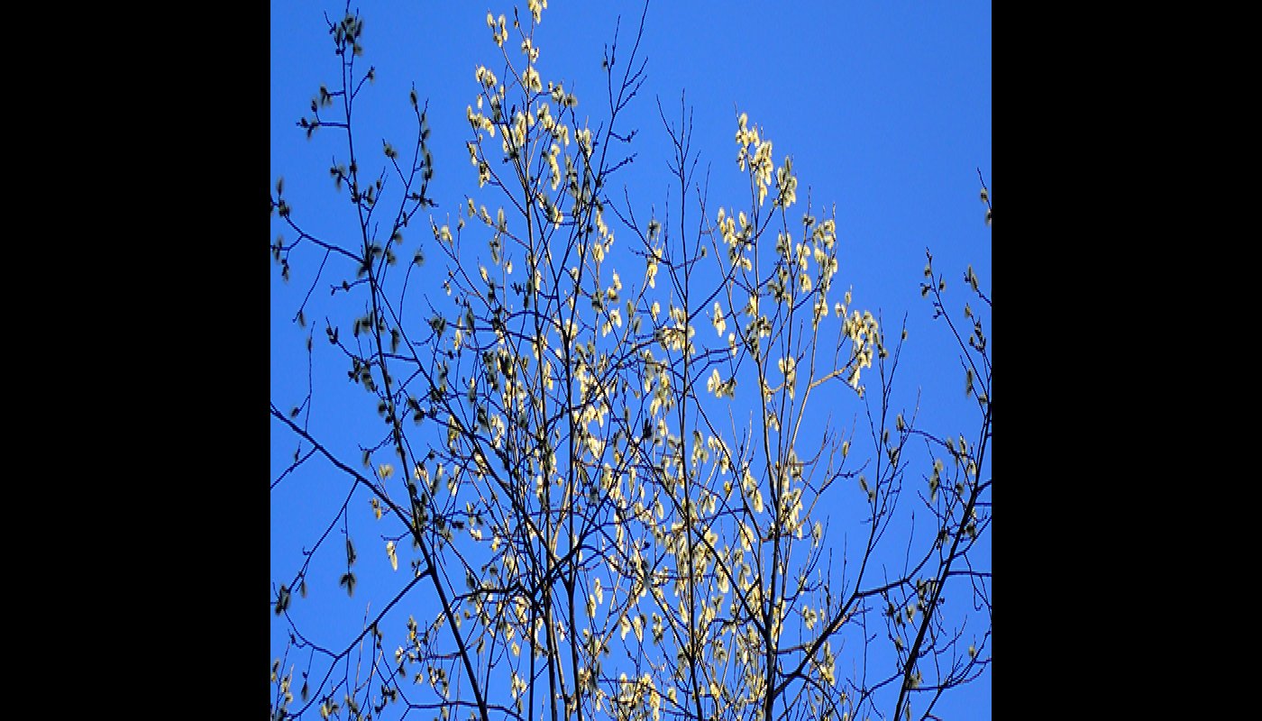 En blommande sälg fotograferad mot en blå himmel.