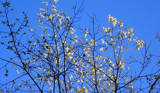 En blommande sälg fotograferad mot en blå himmel.