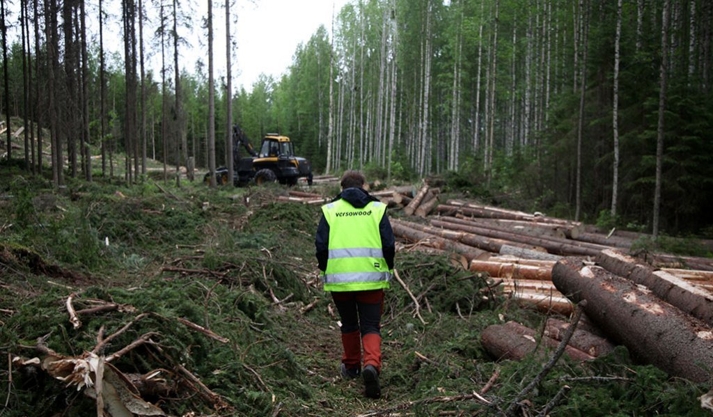 Virkesköpare Teija Hyytiäinen-Koskimäki går mot ett avverkat område och en skogsmaskin. Till höger syns träd som har fällts.