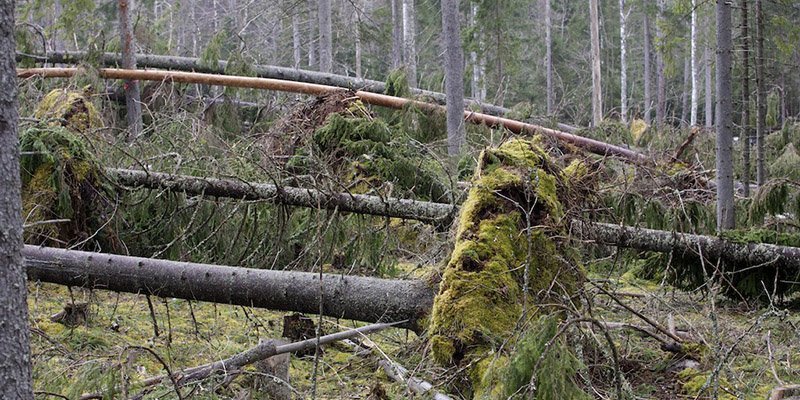 Träd som fallit i skogen.