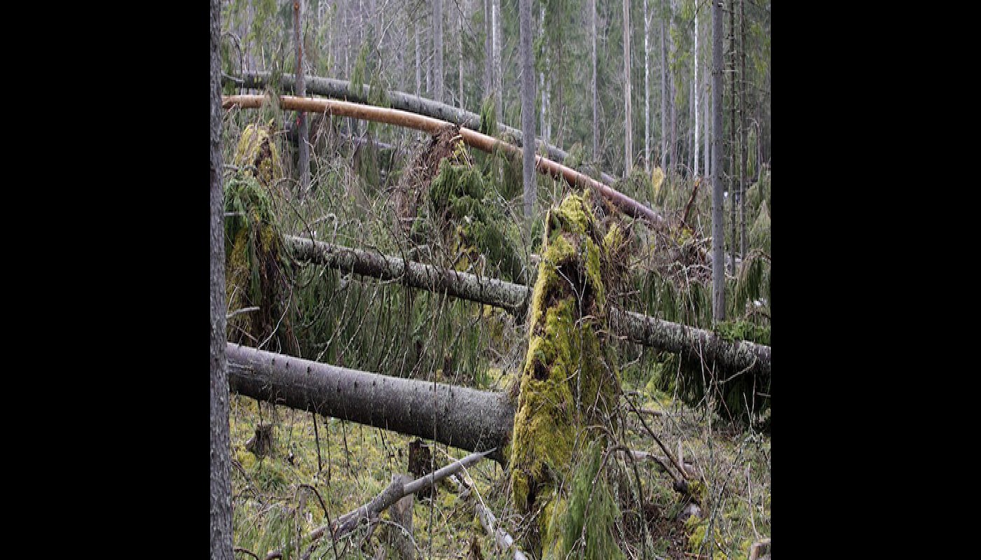 Träd som fallit i skogen.