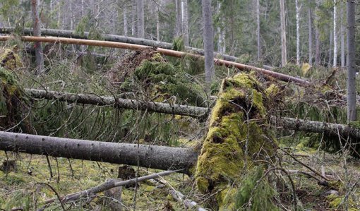 Träd som fallit i skogen.