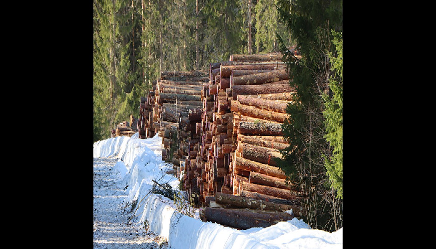 Virkestrav vid skogsvägen vintertid