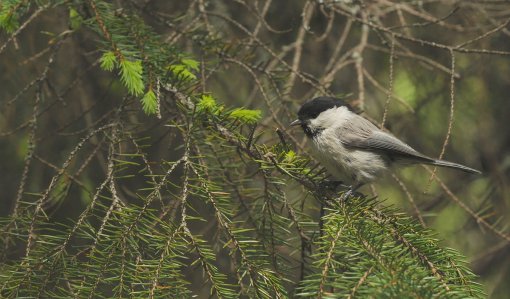 Skogsmesarna vittnar om den biologiska mångfaldens tillstånd
