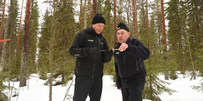 Ledande skogsvårdsexperten Markku Remes och skogsägaren Ari Sirviö står ute i skogen och studerar ett träprov som tagits på ett träd efter att skogen askgödslats.