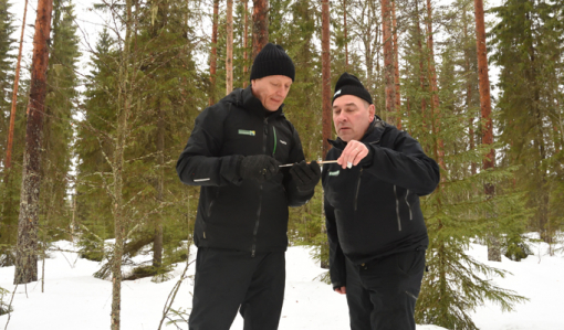 Ledande skogsvårdsexperten Markku Remes och skogsägaren Ari Sirviö står ute i skogen och studerar ett träprov som tagits på ett träd efter att skogen askgödslats.