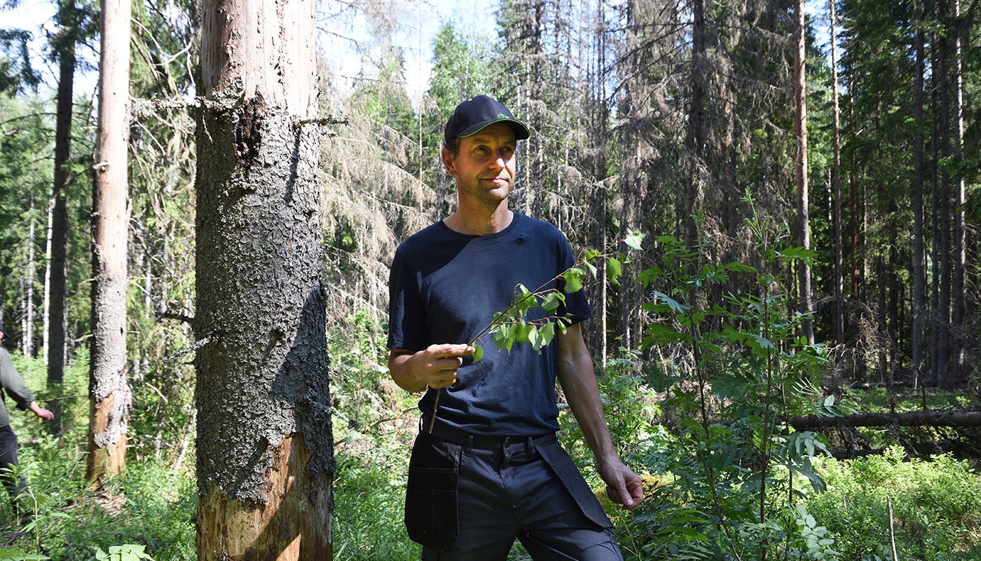 Jukka Harju i sin skog, i bakgrunden döda granar.