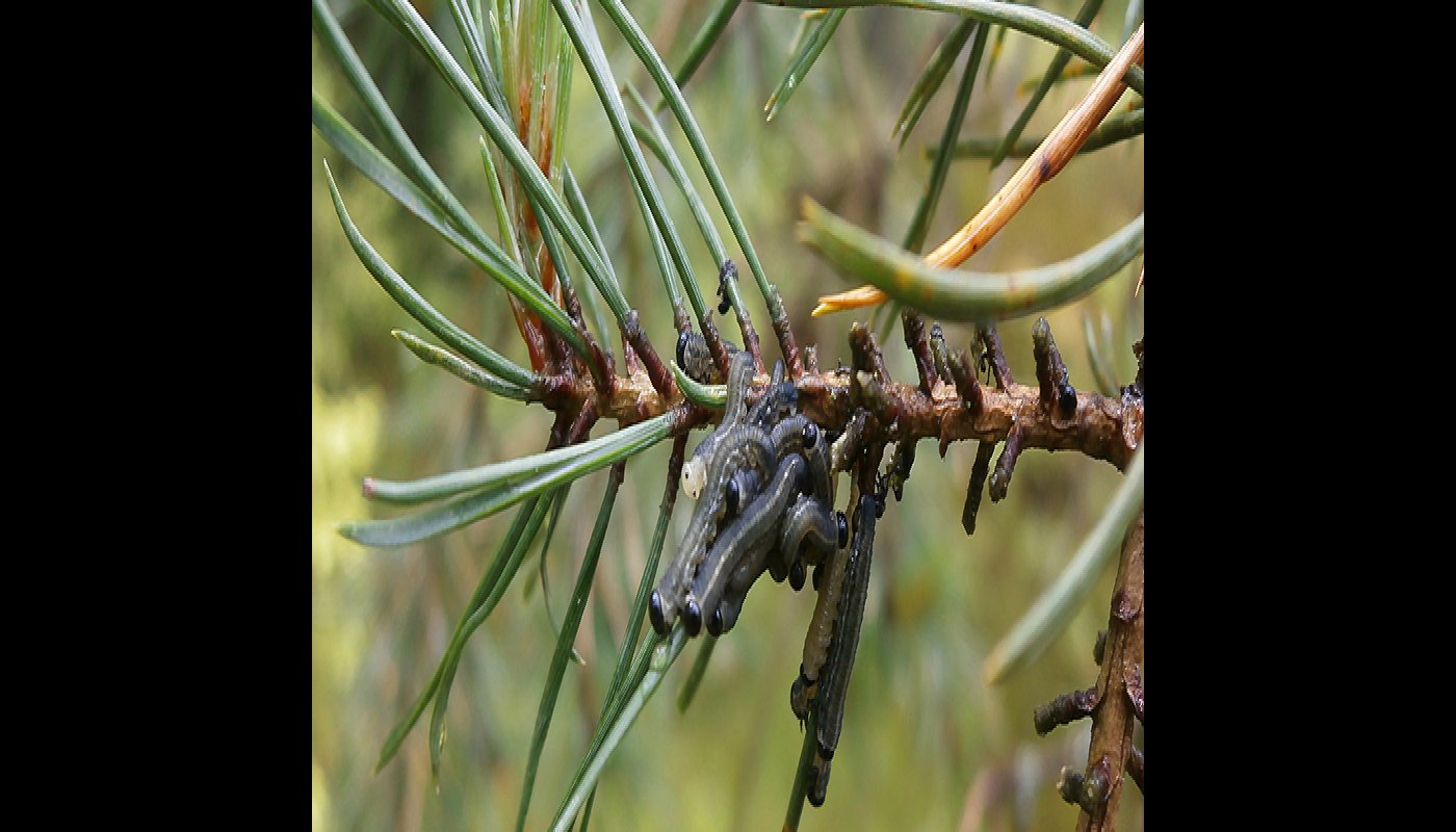 Larver av röd tallstekel på en tallkvist.
