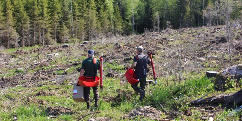 Två män går mot en kalyta med planteringsrör och plantor för att plantera. 