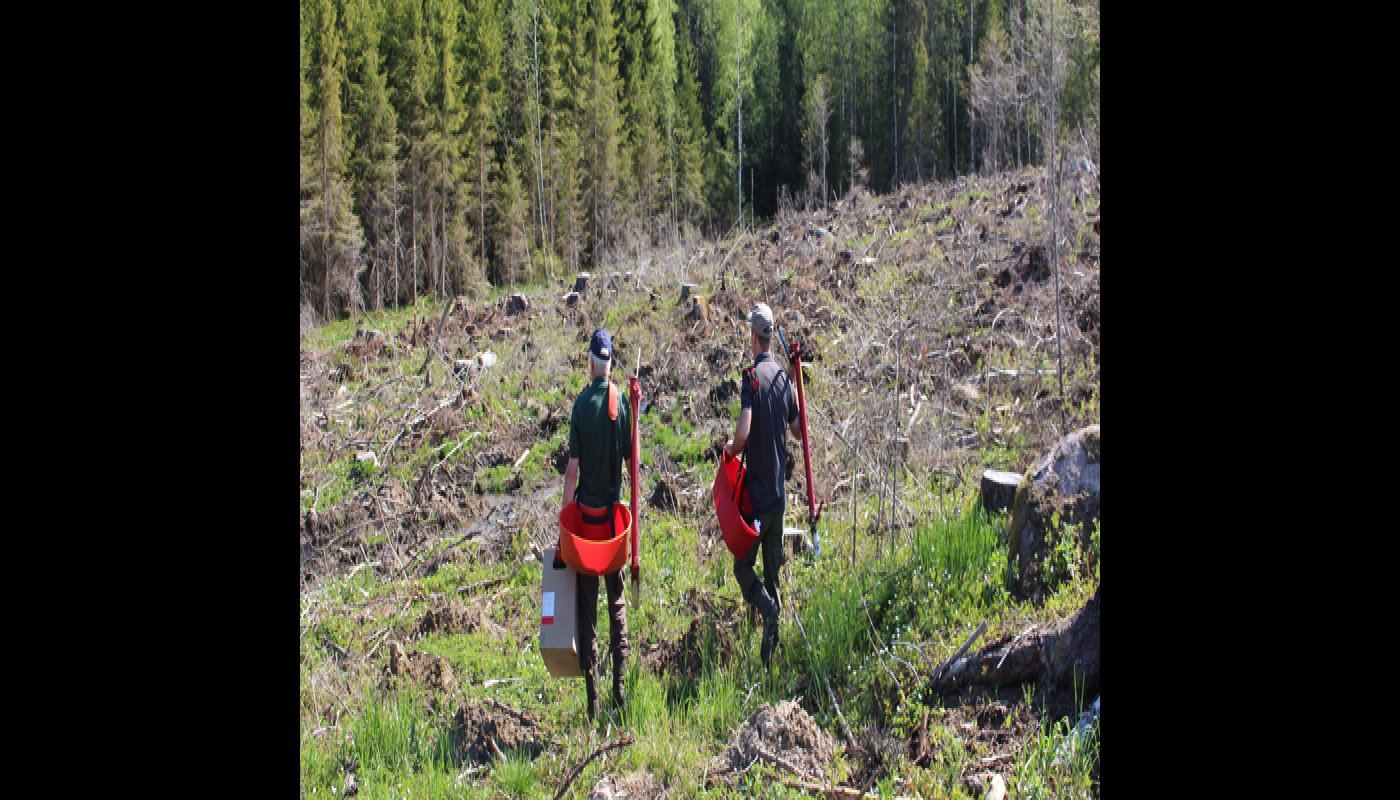 Två män går mot en kalyta med planteringsrör och plantor för att plantera. 