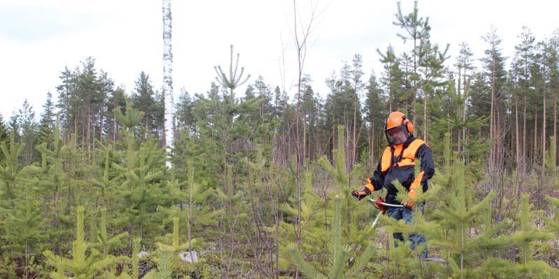 Hjälm på huvudet håller läkaren borta – så här sköter du skogen på ett säkert sätt