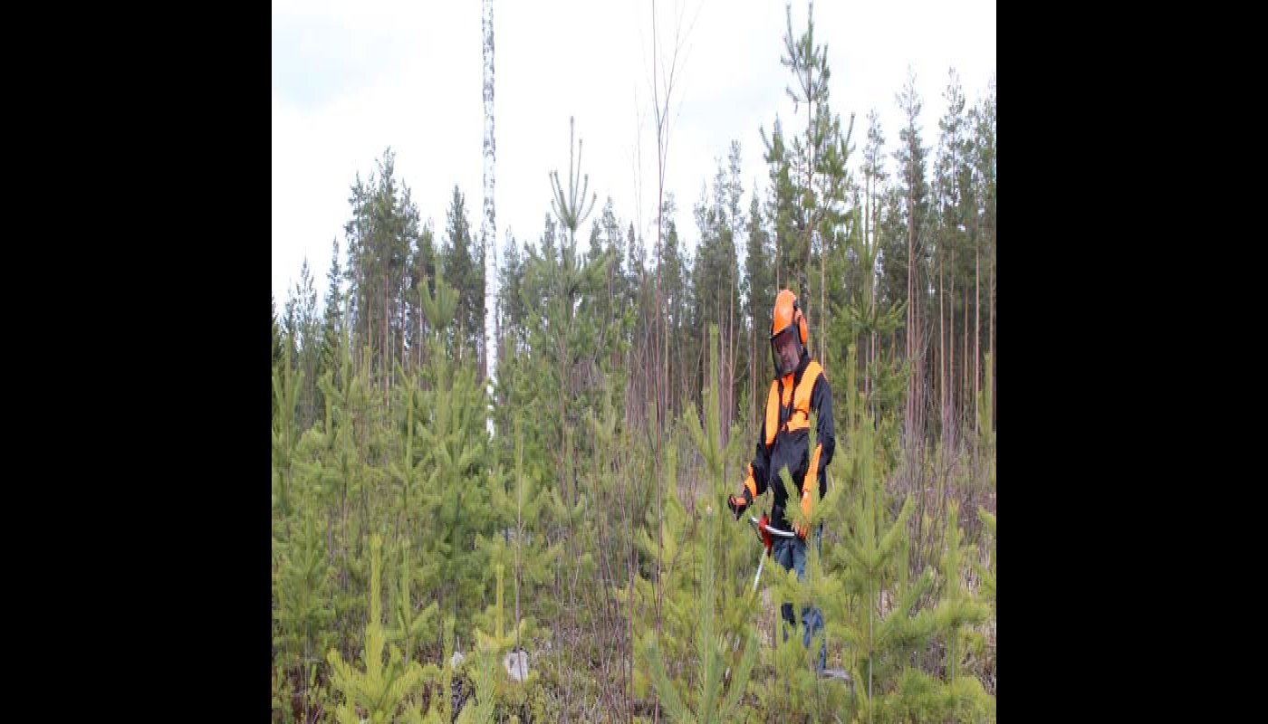 Hjälm på huvudet håller läkaren borta – så här sköter du skogen på ett säkert sätt
