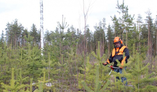 Hjälm på huvudet håller läkaren borta – så här sköter du skogen på ett säkert sätt