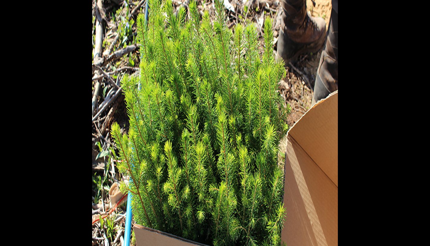 Granplantor i en låda.