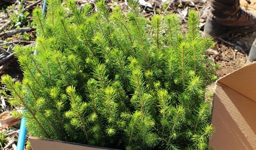 Granplantor i en låda.