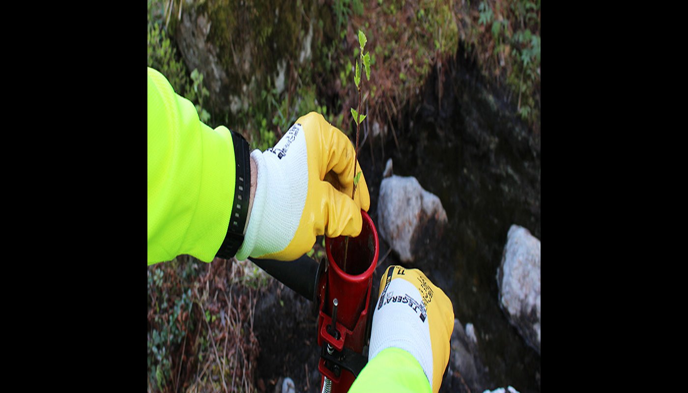 Händer som placerar en björkplanta i ett planteringsrör. 