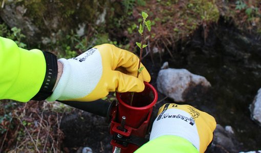 Händer som placerar en björkplanta i ett planteringsrör. 