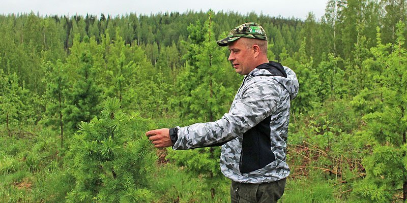 Gräs- och slyröjning är lönsamt arbete för skogsägaren