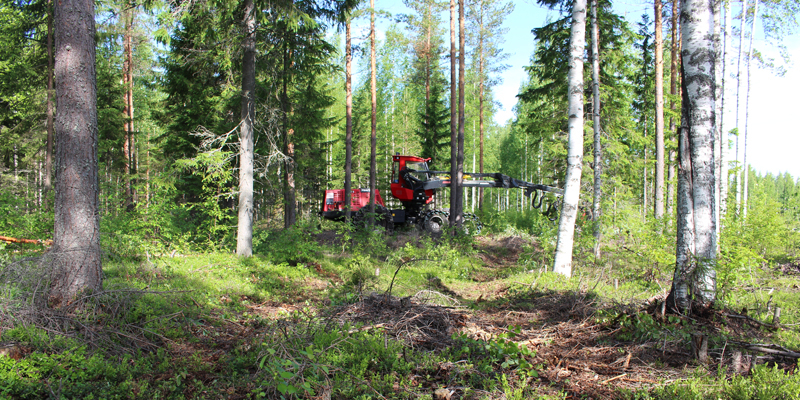 På bilden syns en avverkningsmaskin som gallrar skog genom korridorgallring.