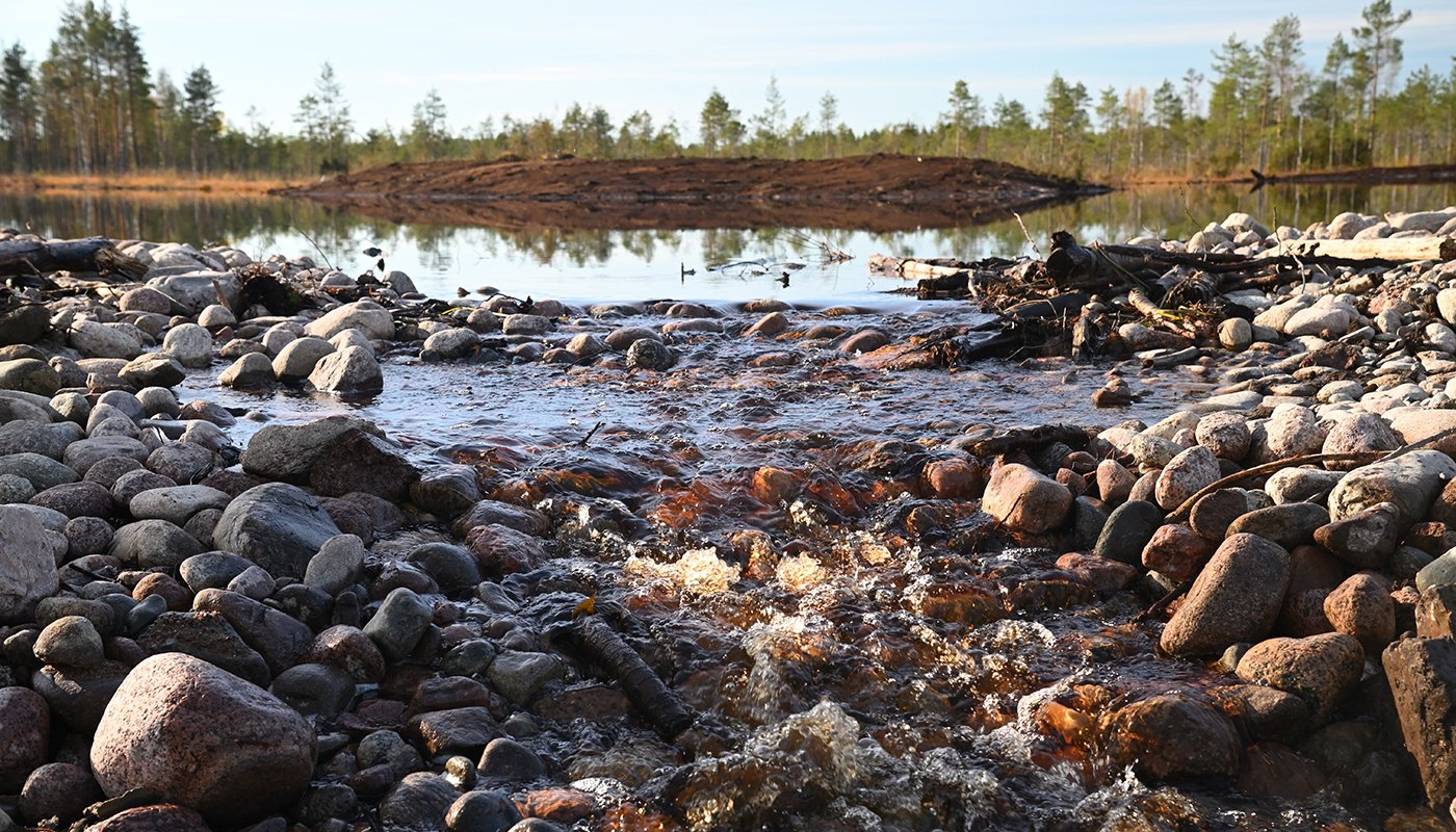 våtmarkens utloppsdamm.