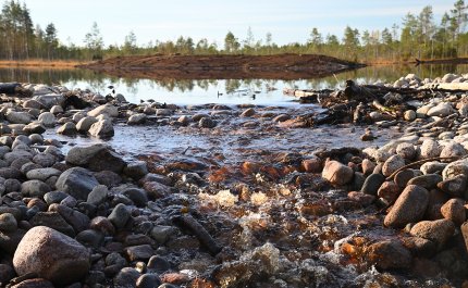 våtmarkens utloppsdamm.