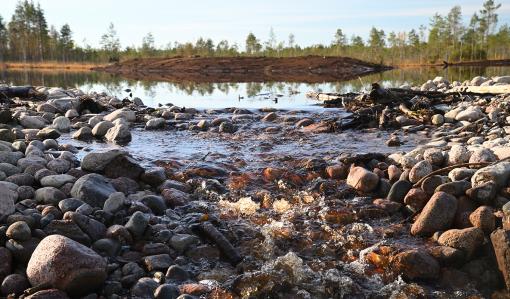 våtmarkens utloppsdamm.