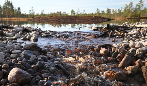 våtmarkens utloppsdamm.