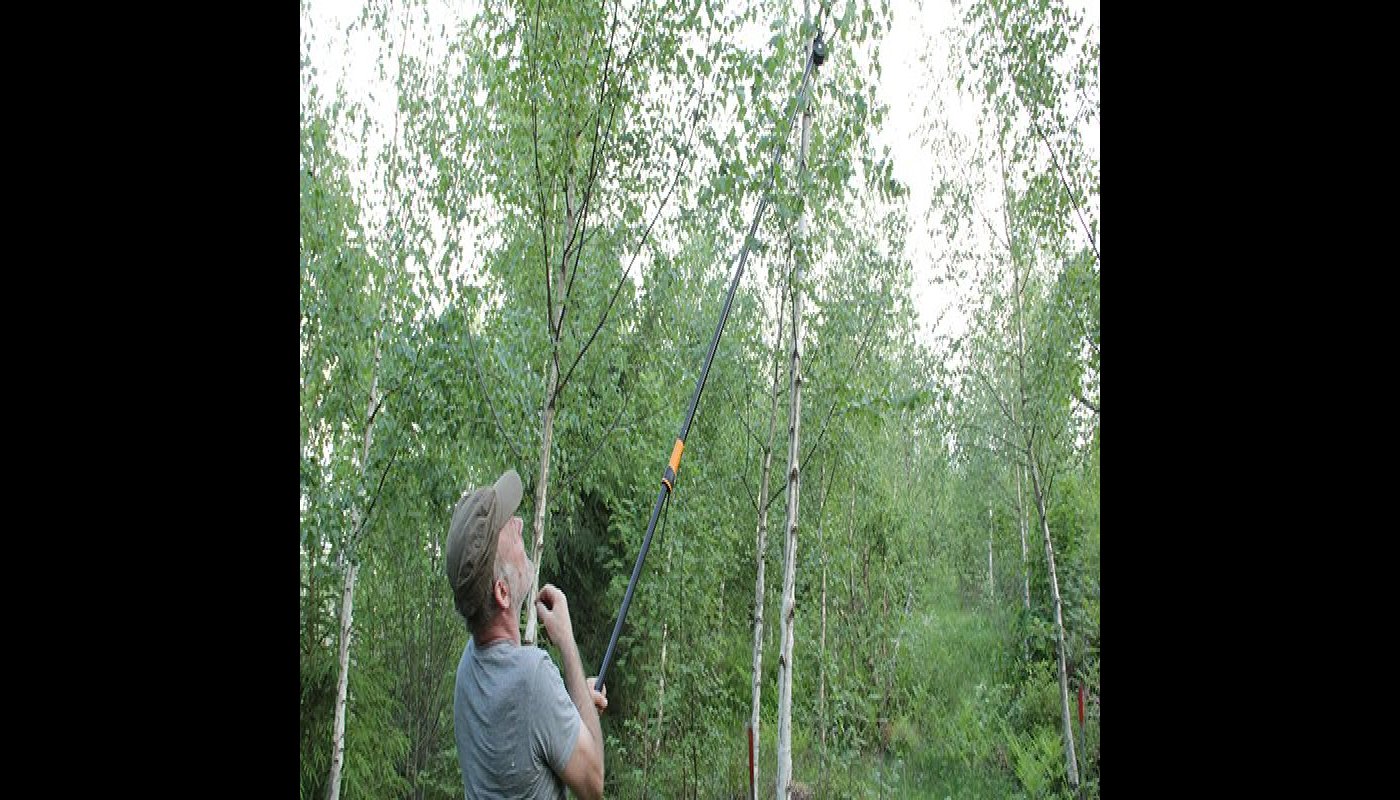 Esko Tiitola gallrar bort kvistar från masurbjörkbeståndet.