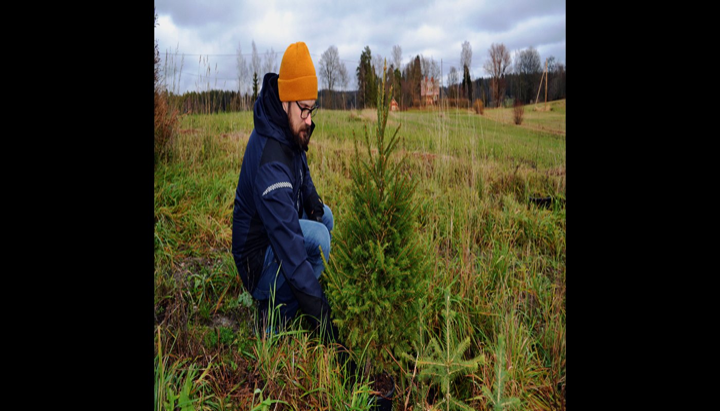 Torbjörn Granberg sitter på huk vid en liten gran.