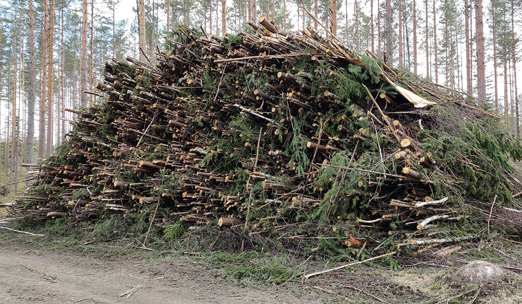 Klenvirke i en hög intill en skogsväg.