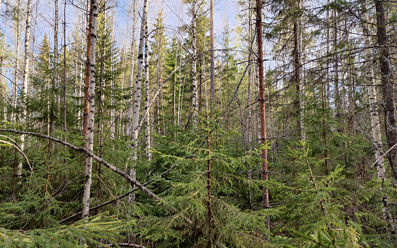 Blandskog före förröjning.