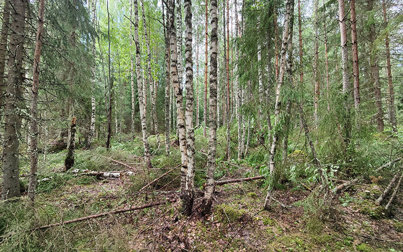 Blandskog efter förröjning.
