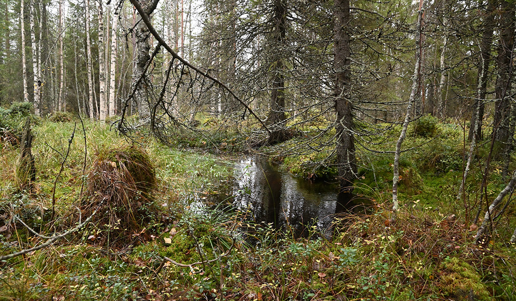 I bäcken Pihlajaoja rinner vatten. Runt bäcken växer granar och björkar.