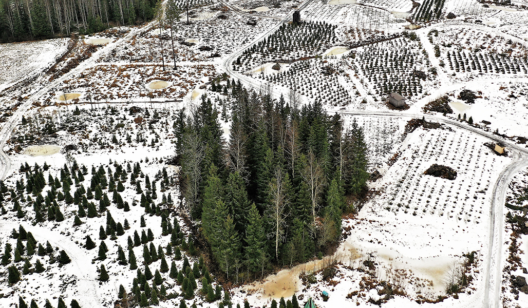 Julgransodling fotograferad från luften. Där syns granar av olika storlekar, dräneringsdammar och transportvägar. Det är snö på marken.