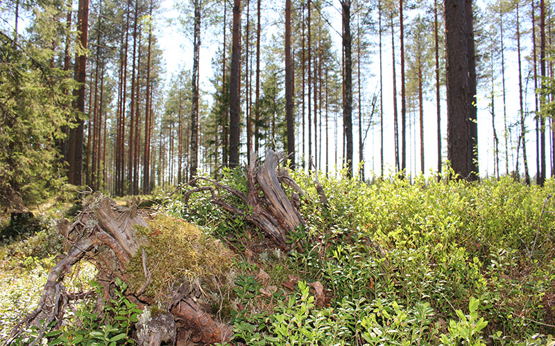 Tallskog
